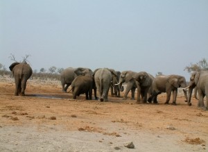 Savuti-Lions-of-the-Chobe-National-Park-2