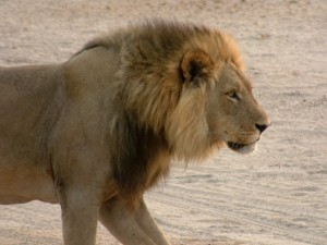 Savuti-Lions-of-the-Chobe-National-Park-1