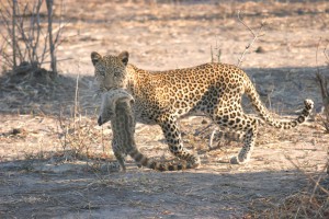 chobe-safari-lodge