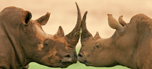 khama-rhino-sanctuary