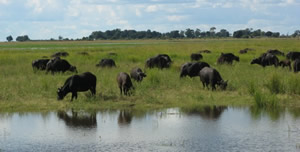 Chobe Riverfront Serondela 2